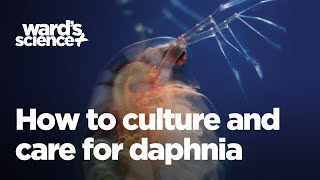 Caring and Culturing for Daphnia [upl. by Lelah]