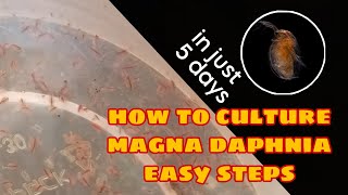 How to Culture Magna Daphnia Easily [upl. by Evelyn]