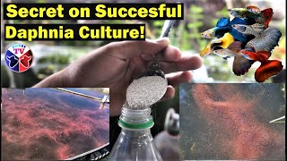 How to Culture Daphnia Successfully [upl. by Tengler110]