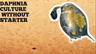 HOW TO CULTURE DAPHNIA NATURALLY WITHOUT A STARTER [upl. by Shelah]