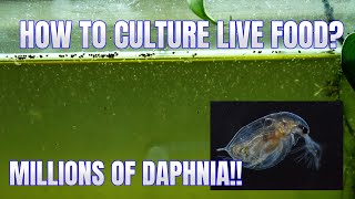 How to Culture Daphnia Secret Method to Breed MILLIONS  Simply Aquatic [upl. by Latsyrcal245]