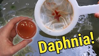 How I Culture Daphnia In Outdoor Tubs [upl. by Papst]