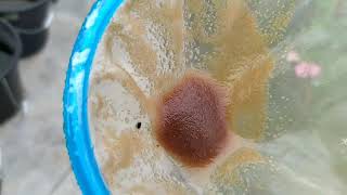 How to culture daphnia moina in a small container Part 1 English Subtitle [upl. by Ynnohj479]