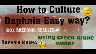 Daphnia MagnaHow to Culture Daphnia Easy wayCulturing Daphnia using Green water Daphnia [upl. by Yedrahs748]