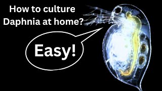 BEST Live Fish Food Beginner guide How to Culture Daphnia at home [upl. by Byram37]