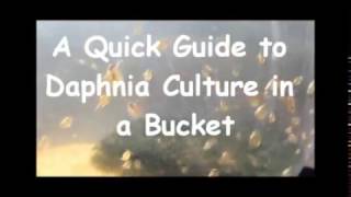 How to culture daphnia outside [upl. by Notlit818]