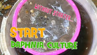 How to culture daphnia moina the easy way 1  Starting the Daphnia culture [upl. by Barlow]