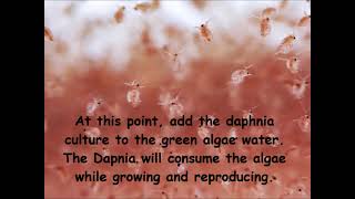 Daphnia  How to grow daphnia in your home [upl. by Barny]