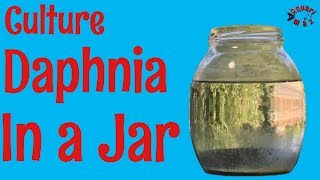 How to Culture Daphnia in a Jar [upl. by Georgena]