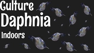 How to Culture Daphnia [upl. by Anitsej]