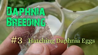 Daphnia Culture made simple and easy 3  Hatching Daphnia eggs [upl. by Tawsha]