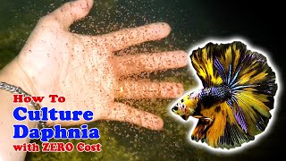 How to Culture Daphnia with ZERO Cost  Unlimited Live Food For Our Fish [upl. by Rebe]