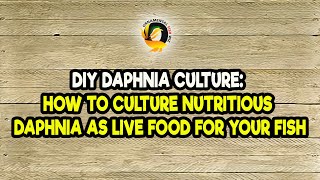 DIY Daphnia Culture How to Culture Nutritious Daphnia as Live Food for Your Fish [upl. by Platon]