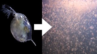 How I Culture Daphnia [upl. by Ecidnarb]