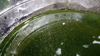 DAPHNIA MOINA CULTURE IN A SMALL BUCKET [upl. by Lesirg]