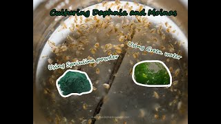 How To Culture Daphnia and Moinas using Green Water Spirulina powder [upl. by Lenna245]