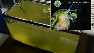 Raising Daphnia for the Freshwater Aquarium [upl. by Nivk273]