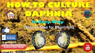 HOW TO CULTURE DAPHNIA In Easy Way [upl. by Dominga]